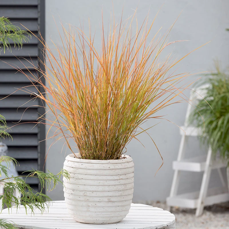 Anemanthele 'Sirocco', 2L 3 Anemanthele 'Sirocco', 2L