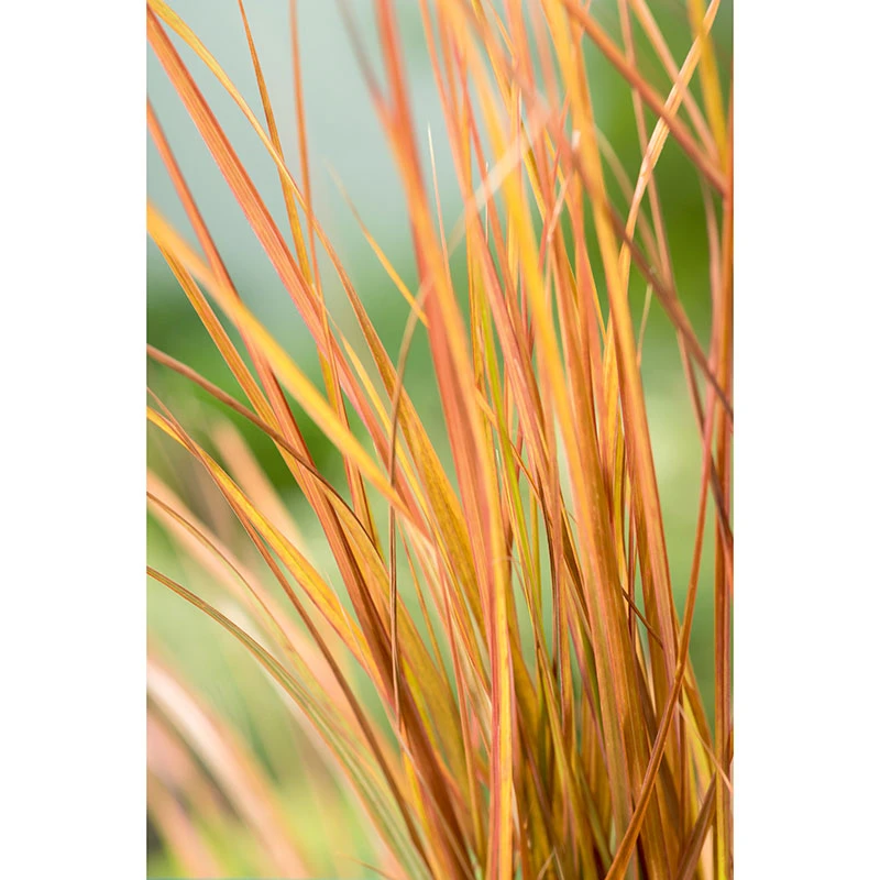 Anemanthele 'Sirocco', 2L 4 Anemanthele 'Sirocco', 2L - Image 2