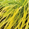 Oshimastarr 'Everillo', 2L -Garden Supplies Sales 2024 prydnadsgras carex everillo