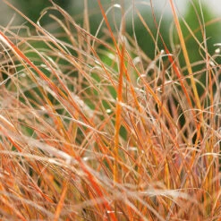 Brandstarr 'Prairie Fire', 2L