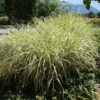 Glansmiskantus 'Variegatus', 2L 2 Glansmiskantus 'Variegatus', 2L -Garden Supplies Sales 2024 prydnadsgras miscanthus variegatus