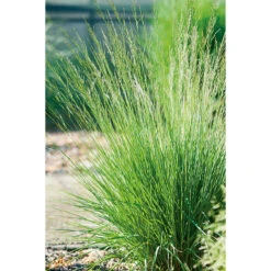 Blåtåtel 'Edith Dudszus', 2L