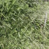 Jungfruhirs 'Northwind', 2L -Garden Supplies Sales 2024 prydnadsgras panicum northwind
