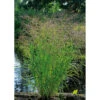 Jungfruhirs 'Squaw', 2L -Garden Supplies Sales 2024 prydnadsgras panicum squaw