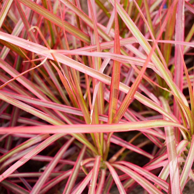 Fjäderborstgräs 'Fireworks', 2L 3 Fjäderborstgräs 'Fireworks', 2L