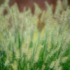 Lampborstgräs 'Little Bunny', 2L -Garden Supplies Sales 2024 prydnadsgras pennisetum little bunny