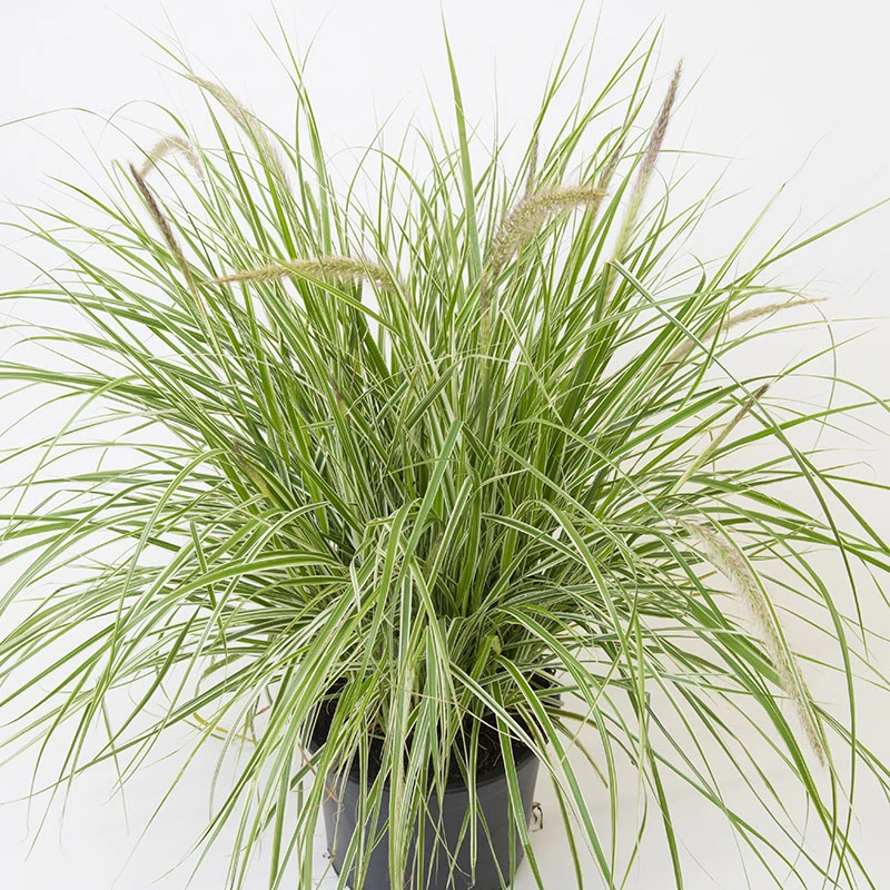 Fjäderborstgräs 'Sky Rocket', 2L 4 Fjäderborstgräs 'Sky Rocket', 2L - Image 2