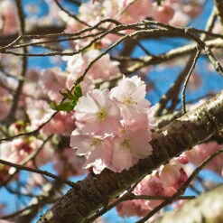 Prydnadskörsbär, Prunus 'Accolade' -Garden Supplies Sales 2024 prydnadskorsbar prunus accolade blomma