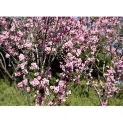 Prydnadskörsbär, Prunus 'Accolade' -Garden Supplies Sales 2024 prydnadskorsbar prunus accolade trad