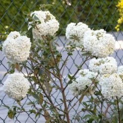 Prydnadsolvon 'Eskimo' -Garden Supplies Sales 2024 prydnadsolvon eskimo 2