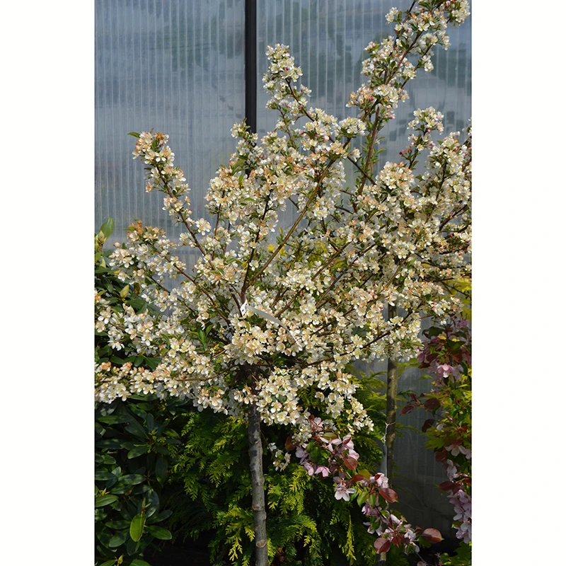 Bukettapel 'Tina' 4 Bukettapel 'Tina' - Image 2