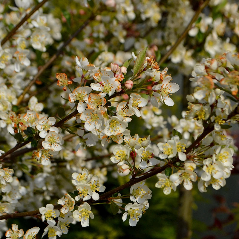 Bukettapel 'Tina' 3 Bukettapel 'Tina'