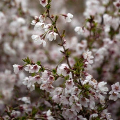 Dvärgkörsbär 'Kojou-no-mai' -Garden Supplies Sales 2024 prydnadstrad dvargkorsbar kojou no mai 3