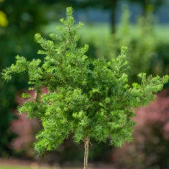 Japansk Lärk 'Diane'