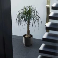 Elho Kruka Pure Grade 39 Cm, Svart 8 Elho Kruka Pure Grade 39 Cm, Svart -Garden Supplies Sales 2024 pure grade black