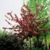 Purpurapel, Malus 'Royalty' 2 Purpurapel, Malus 'Royalty' -Garden Supplies Sales 2024 purpurapel malus royalty