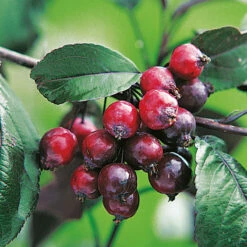 Purpurapel, Malus 'Royalty' 9 Purpurapel, Malus 'Royalty' -Garden Supplies Sales 2024 purpurapel malus royalty bar