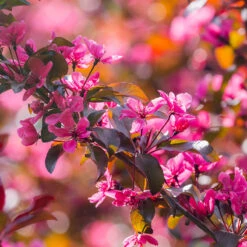 Purpurapel, Malus 'Royalty' 8 Purpurapel, Malus 'Royalty' -Garden Supplies Sales 2024 purpurapel malus royalty blad i sol