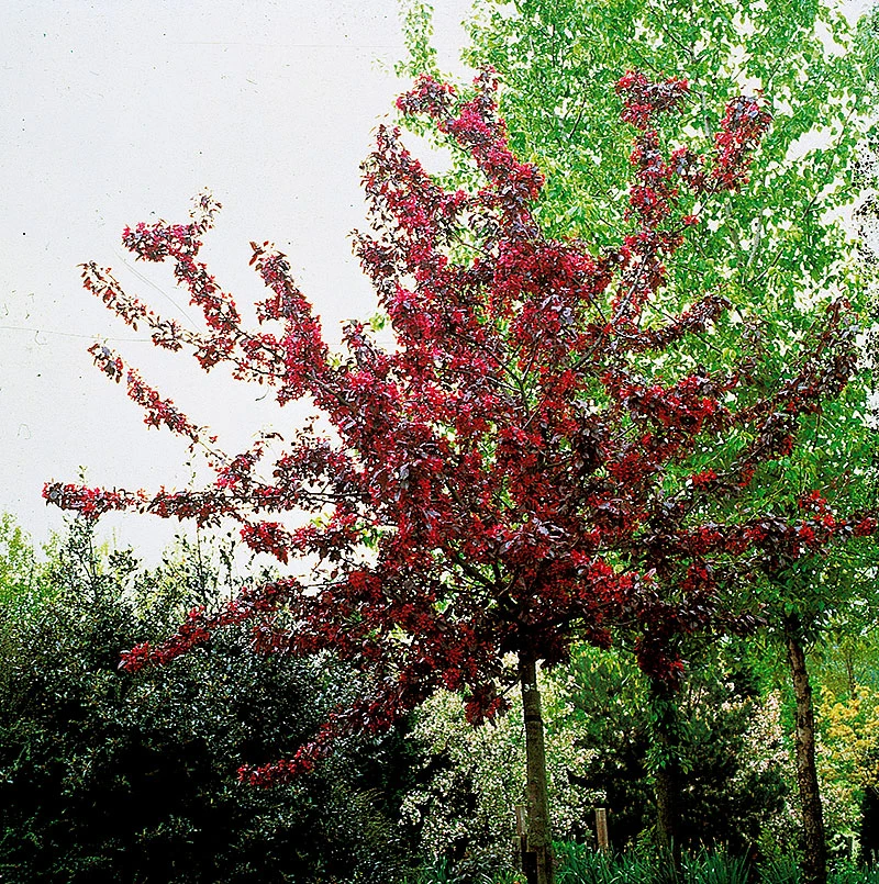 Purpurapel, Malus 'Royalty' 3 Purpurapel, Malus 'Royalty'