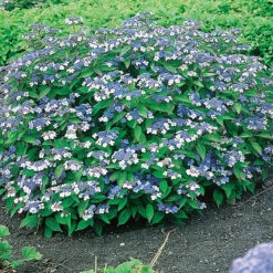 Purpurhortensia 'Bluebird' -Garden Supplies Sales 2024 purpurhortensia hydrangea serrata bluebird