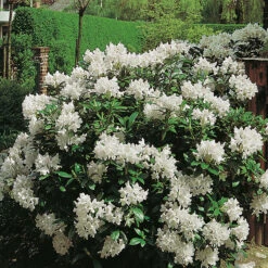 Rhododendron 'Cunningham's White' 50-60cm -Garden Supplies Sales 2024 rhododendron cunninghams white 1
