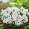 Rhododendron 'Dora Amateis' -Garden Supplies Sales 2024 rhododendron dora amateis
