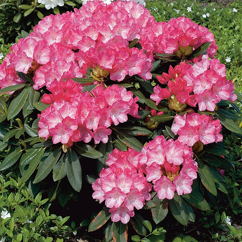 Rhododendron 'Fantastica' 3 Rhododendron 'Fantastica'