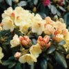 Rhododendron 'Flava' 1 Rhododendron 'Flava' -Garden Supplies Sales 2024 rhododendron flava
