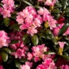 Rhododendron 'Kalinka' -Garden Supplies Sales 2024 rhododendron kalinka