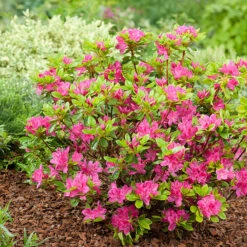 Rhododendron 'Kermesina' (Japansk Azalea), 10-pack -Garden Supplies Sales 2024 rhododendron kermesina japansk azalea