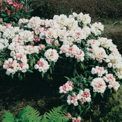 Rhododendron 'Koichiro Wada' -Garden Supplies Sales 2024 rhododendron koichiro wada