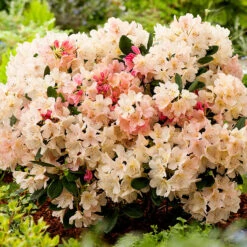 Rhododendron 'Percy Wiseman' 5 Rhododendron 'Percy Wiseman' -Garden Supplies Sales 2024 rhododendron percy wiseman
