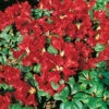 Rhododendron 'Scarlet Wonder' -Garden Supplies Sales 2024 rhododendron scarlet wonder