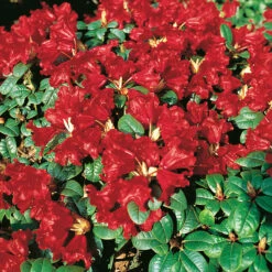 Rhododendron 'Scarlet Wonder'