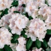 Rhododendron 'Schneekrone' 1 Rhododendron 'Schneekrone' -Garden Supplies Sales 2024 rhododendron schneekrone