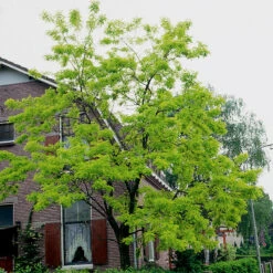Robinia Pseudoacacia