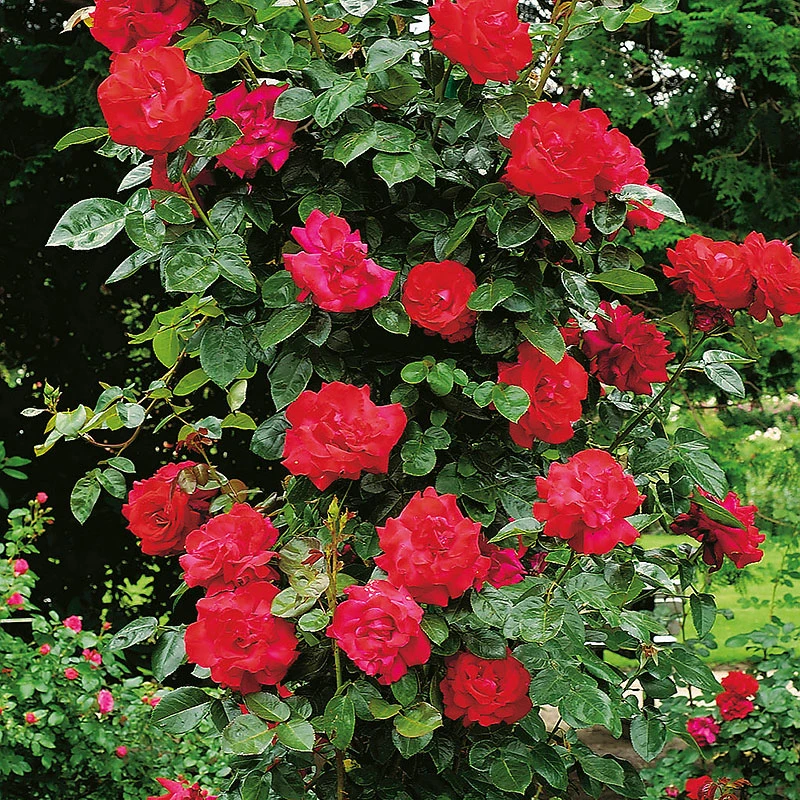 Ros 'Santana ' 4 Ros 'Santana ' - Image 2