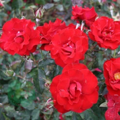 Ros 'H.C. Andersen' -Garden Supplies Sales 2024 rod ros h c andersen