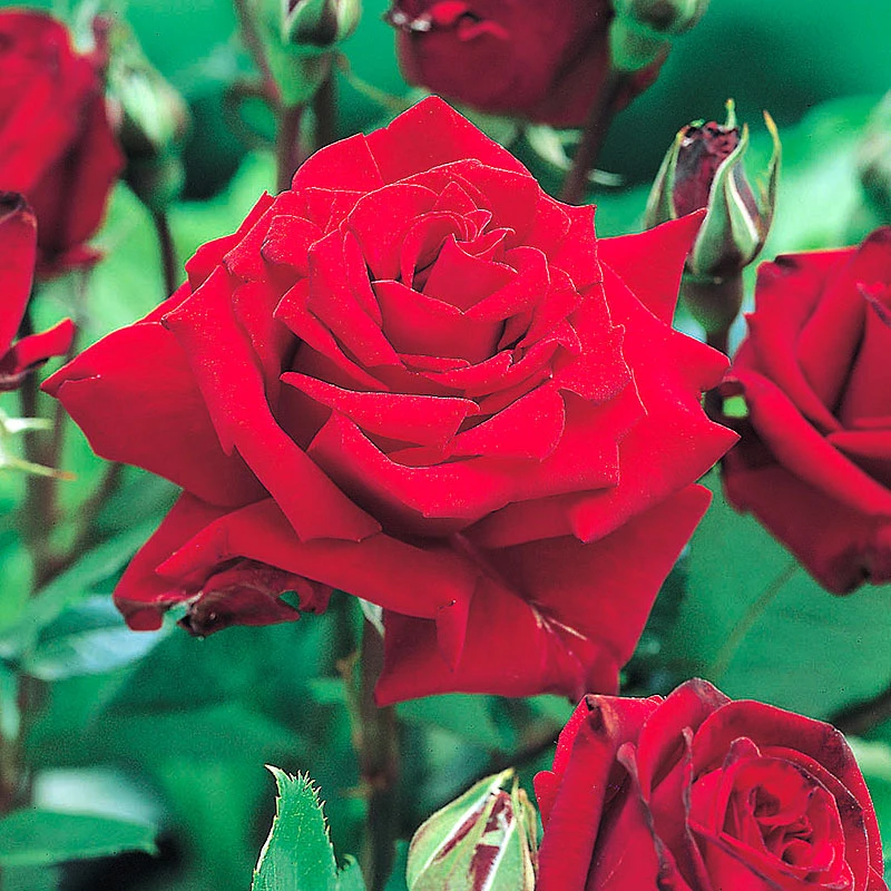 Ros 'Ingrid Bergman' 4 Ros 'Ingrid Bergman' - Image 2