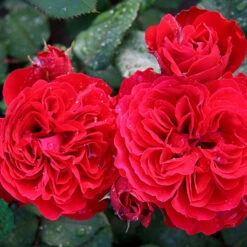 Ros 'Look Good Feel Better' 5 Ros 'Look Good Feel Better' -Garden Supplies Sales 2024 rod ros look good feel better