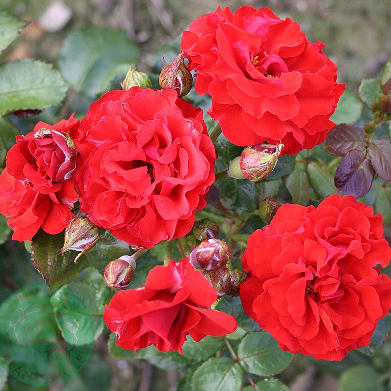 Ros 'Molde' 4 Ros 'Molde' - Image 2