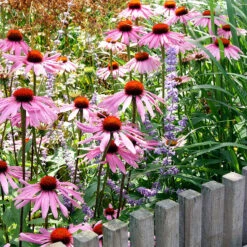 Röd Solhatt 'Magnus' -Garden Supplies Sales 2024 rod solhatt magnus