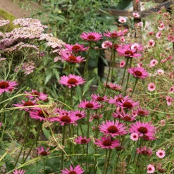 Röd Solhatt 'Magnus' -Garden Supplies Sales 2024 rod solhatt rudbeckia purpurea magnus