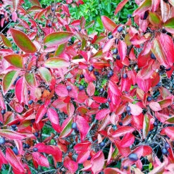 Slånaronia 'Elata' 60-100 Cm, 5-pack 6 Slånaronia 'Elata' 60-100 Cm, 5-pack -Garden Supplies Sales 2024 roda hostfarger aronia med bar