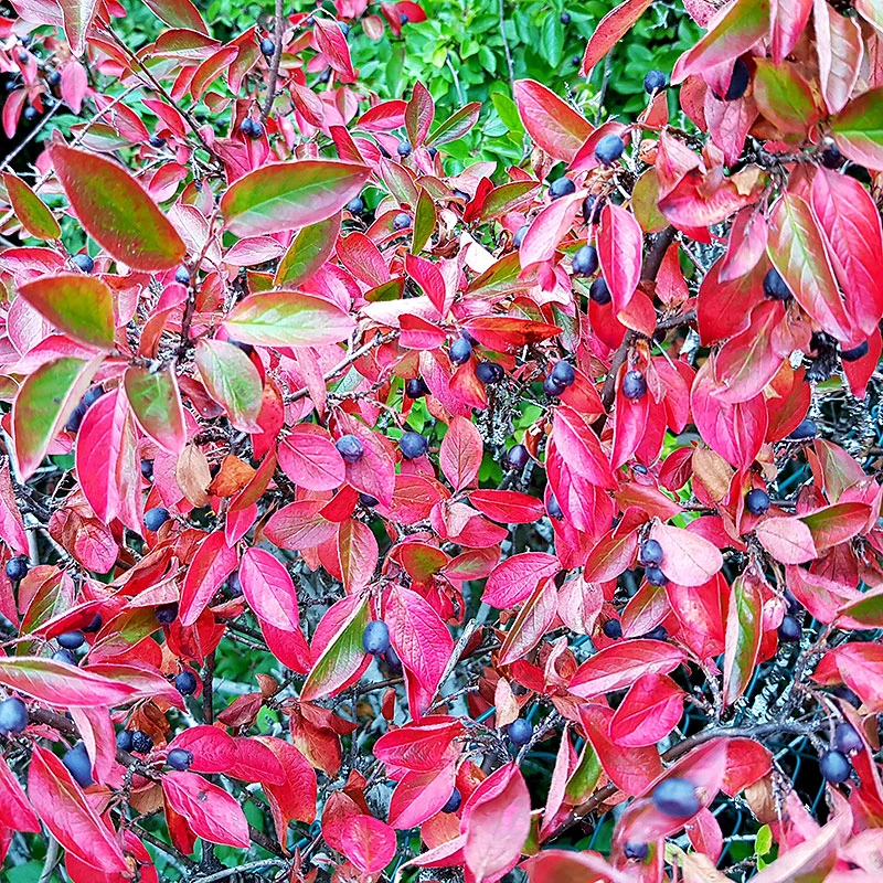 Slånaronia 'Elata' 60-100 Cm, 5-pack 4 Slånaronia 'Elata' 60-100 Cm, 5-pack - Image 2