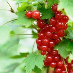 Röda Vinbär 'Rolan', 10-pack 5 Röda Vinbär 'Rolan', 10-pack -Garden Supplies Sales 2024 roda vinbar rolan 2 2