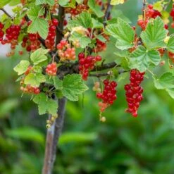 Röda Vinbär 'Rolan', Stam, 10-pack -Garden Supplies Sales 2024 roda vinbar rolan stam 2 3