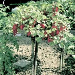 Röda Vinbär 'Rolan', Stam, 5-pack -Garden Supplies Sales 2024 roda vinbar rolan stam 3 1