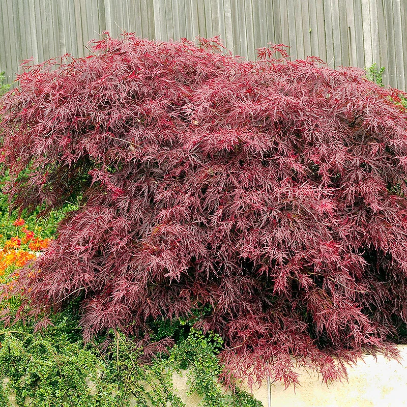 Flikbladig Japansk Lönn 'Garnet' 4 Flikbladig Japansk Lönn 'Garnet' - Image 2