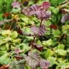 Hassel 'Red Majestic', 5-pack -Garden Supplies Sales 2024 rodbladig ormhassel red majestic 1